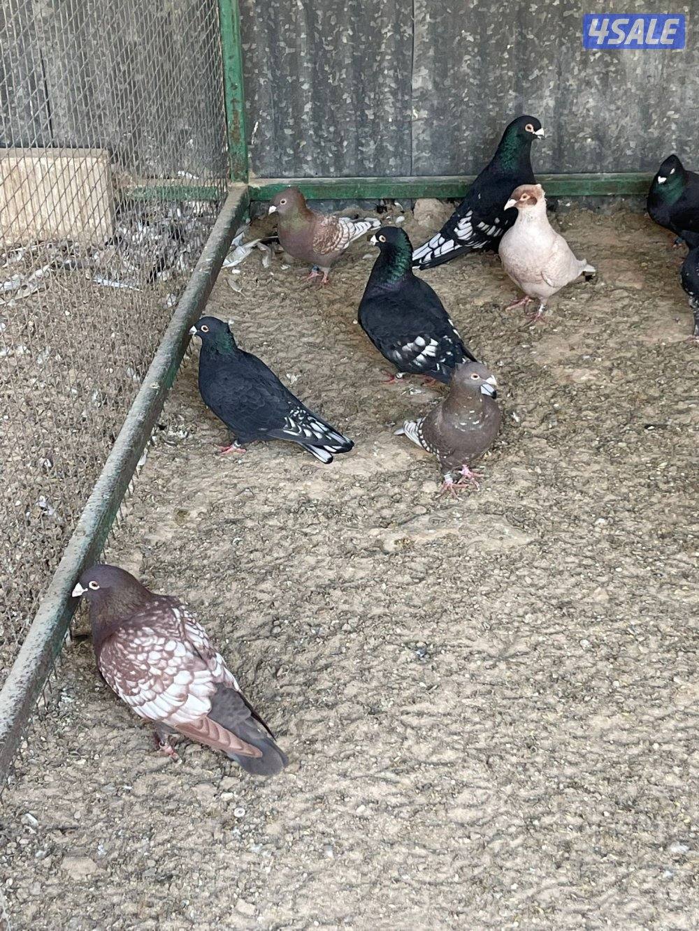 حمام زاجل و حمام ايراني8