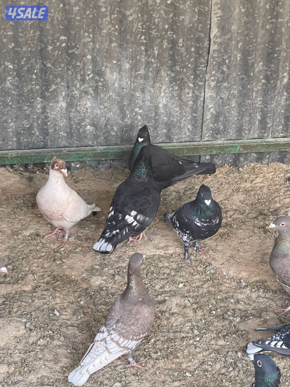 حمام زاجل و حمام ايراني9