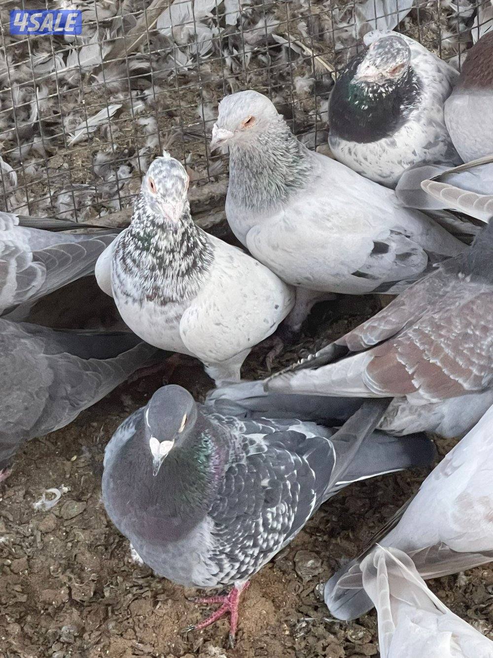 حمام زاجل و حمام ايراني10