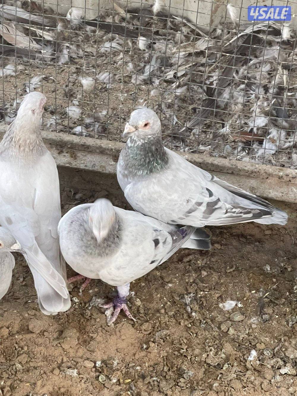 حمام زاجل و حمام ايراني12