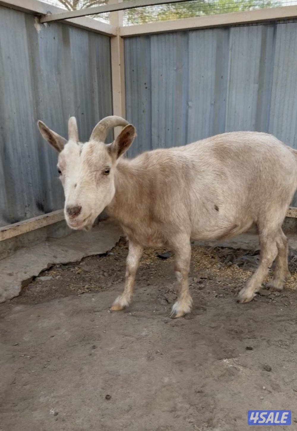 جيكيات العدد ٢ جفرات0