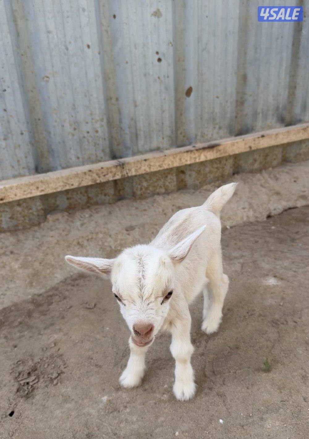 جيكيات العدد ٢ جفرات1