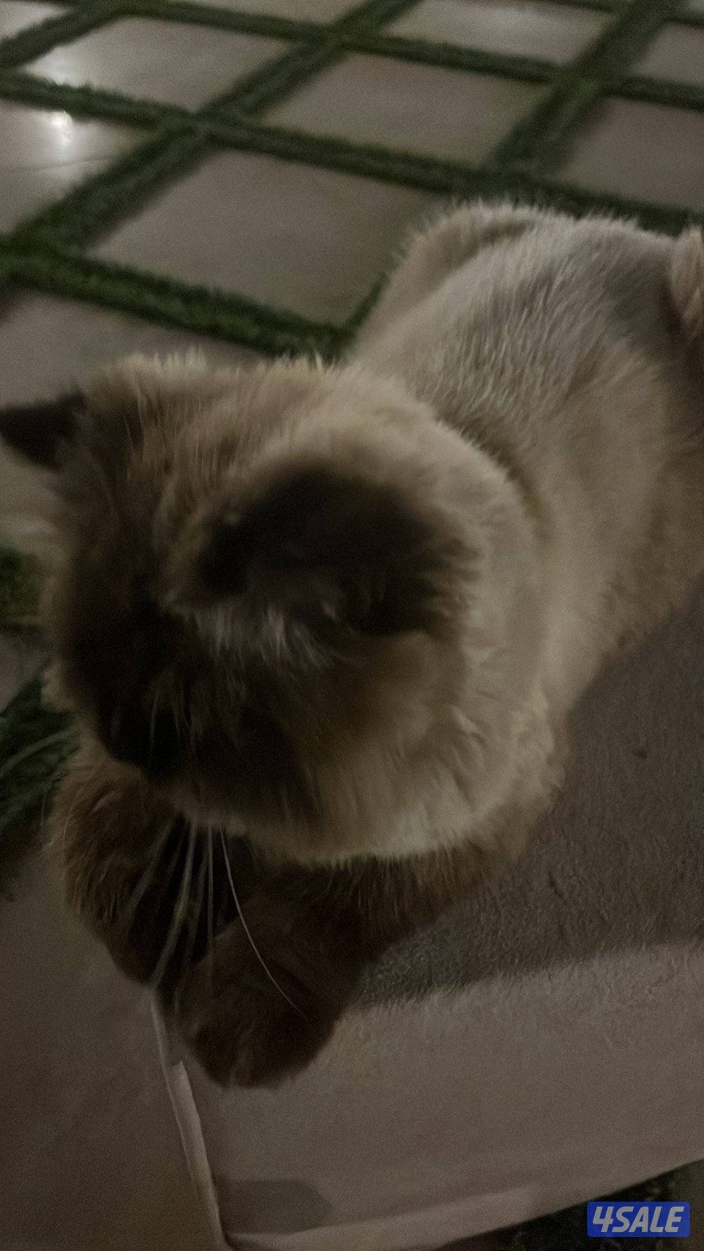 قطط 2 ذكر ونثيه انتاج سيامي وسكوتش دبل فولد للتبني1