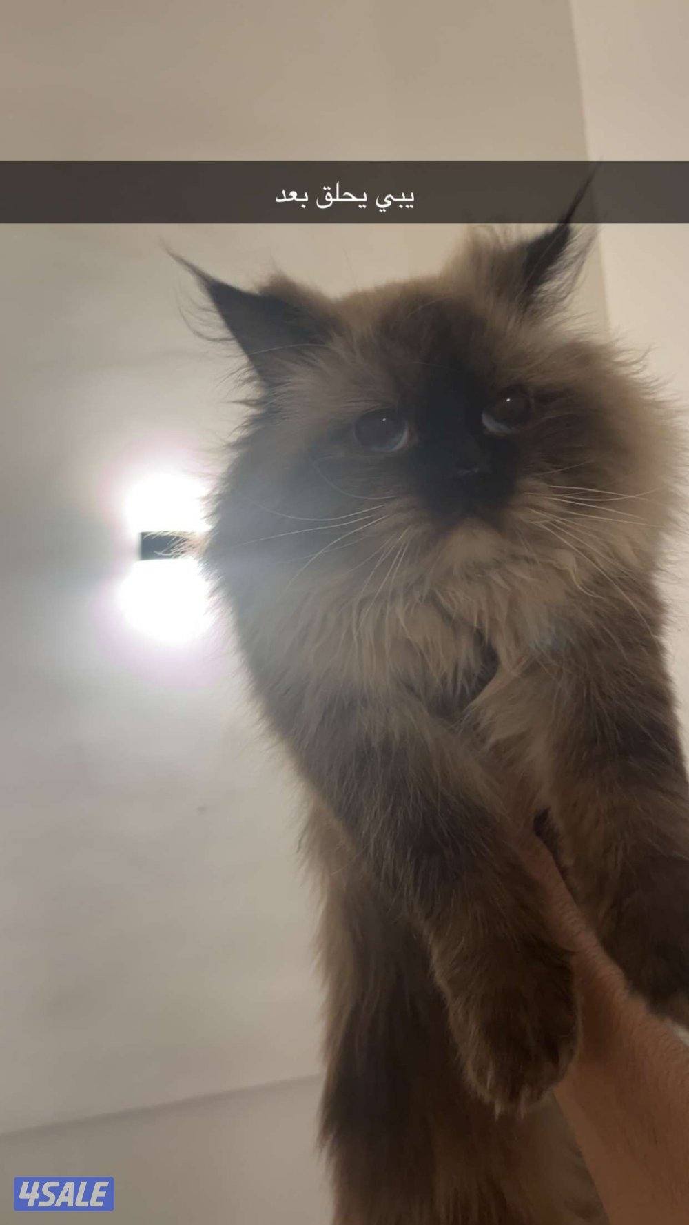 قطط 2 ذكر ونثيه انتاج سيامي وسكوتش دبل فولد للتبني2