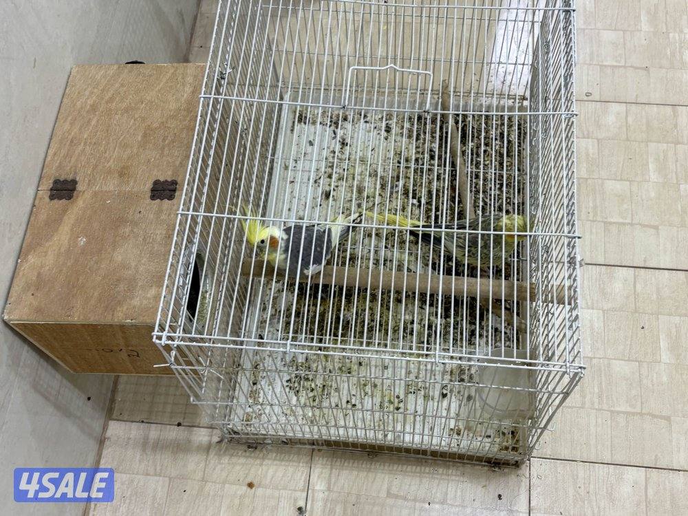 زوج كوكتيل أنتاج مافي عضه0