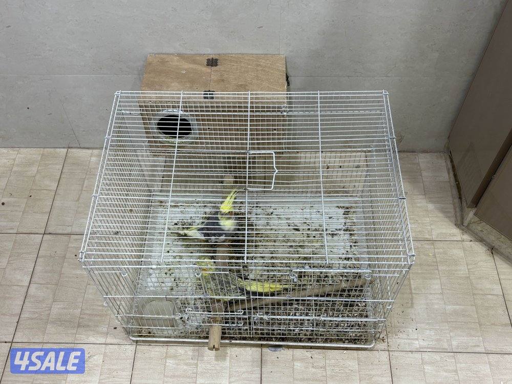 زوج كوكتيل أنتاج مافي عضه1