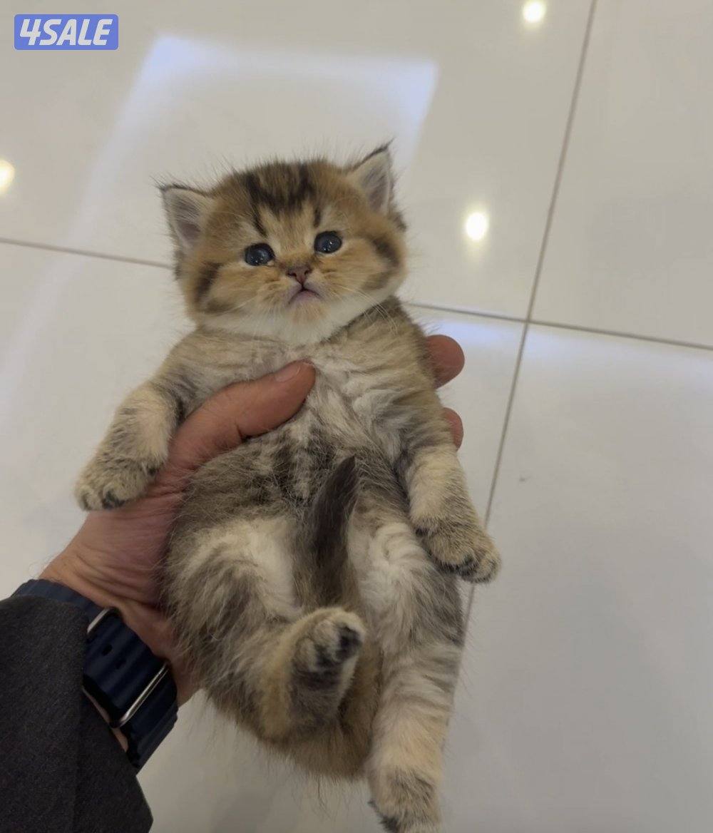 سكوتش شورت هير ،،،اقزام،،،التوصيل خلال ساعه ،،، بيووووور0