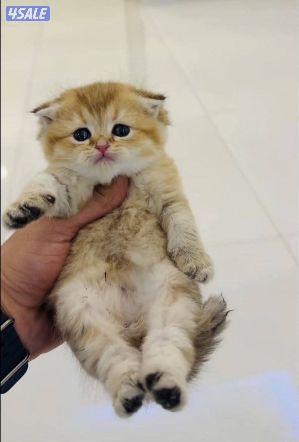 سكوتش شورت هير ،،،اقزام،،،التوصيل خلال ساعه ،،، بيووووور2