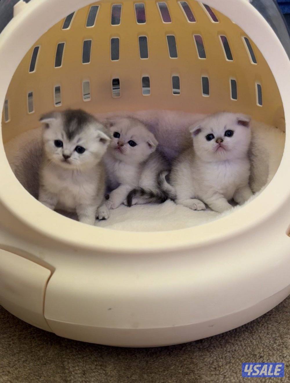 سكوتش شورت هير ،،،اقزام،،،التوصيل خلال ساعه ،،، بيووووور1