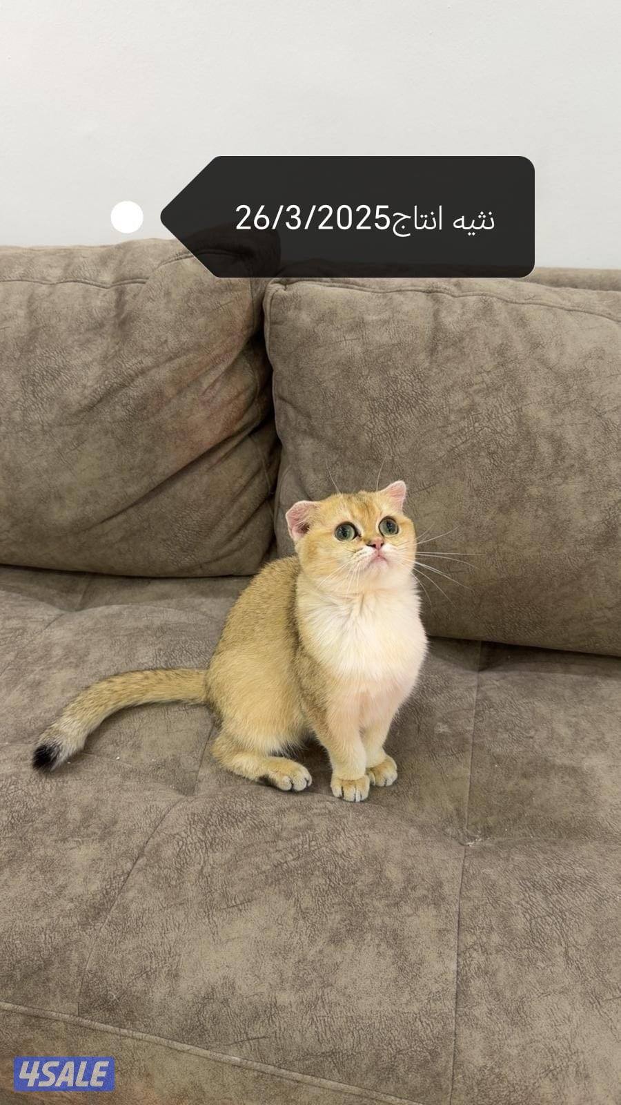 للبيع قطوتين الام وبنتها  معه بعض0