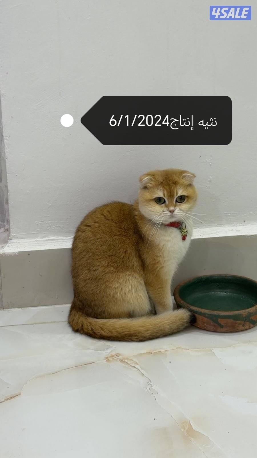 للبيع قطوتين الام وبنتها  معه بعض1