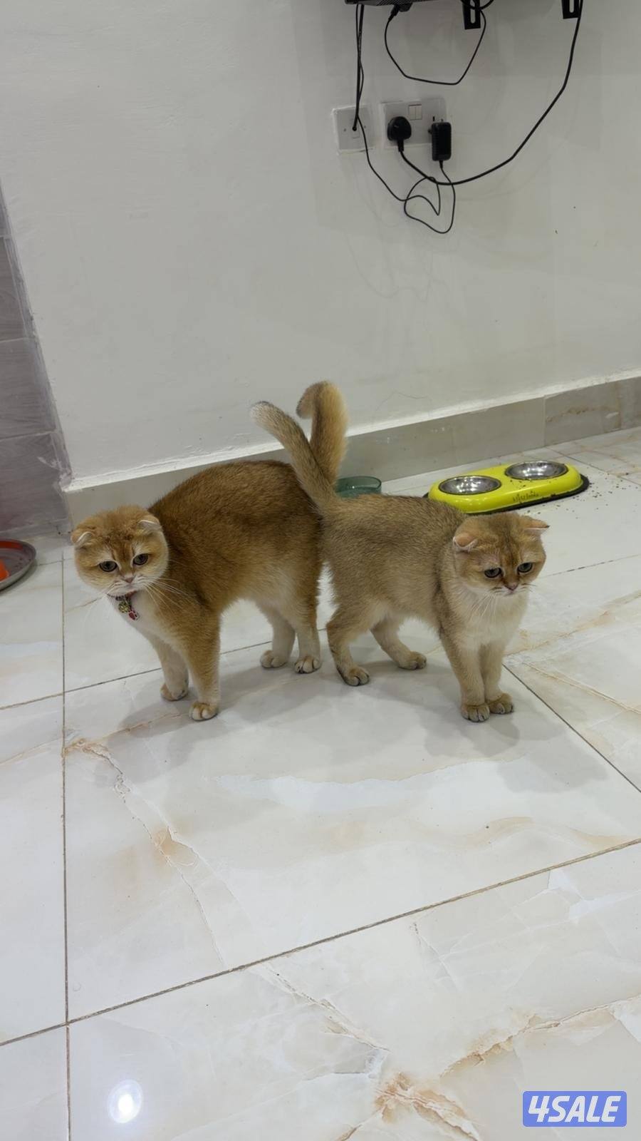 للبيع قطوتين الام وبنتها  معه بعض2