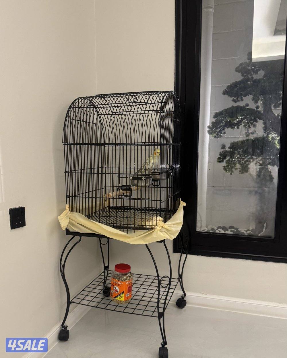 كوكتيل ربوه للبيع ، أليف جداً ومتعود عالناس والاطفال مع قفص كبير + اكل1