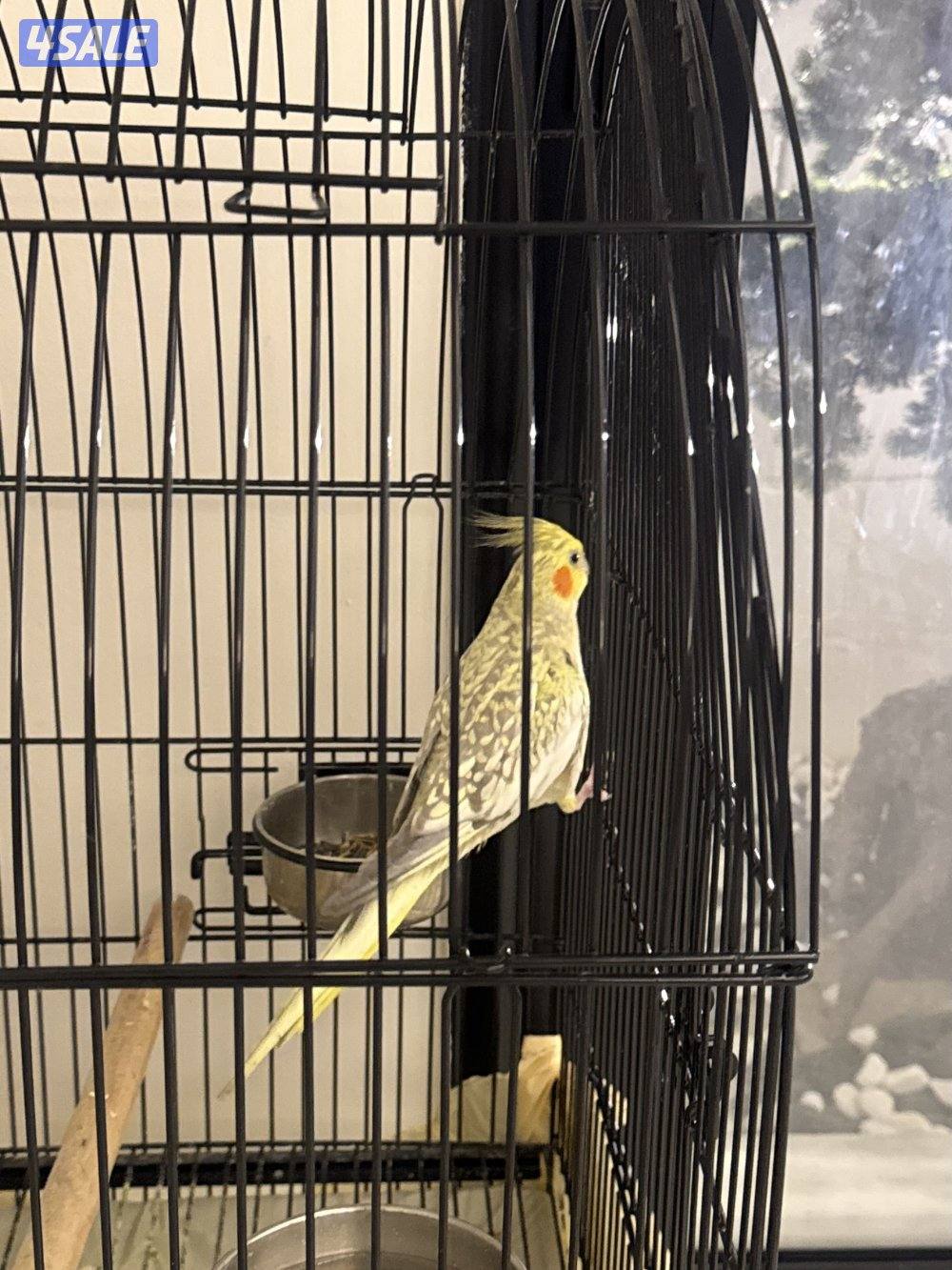 كوكتيل ربوه للبيع ، أليف جداً ومتعود عالناس والاطفال مع قفص كبير + اكل2