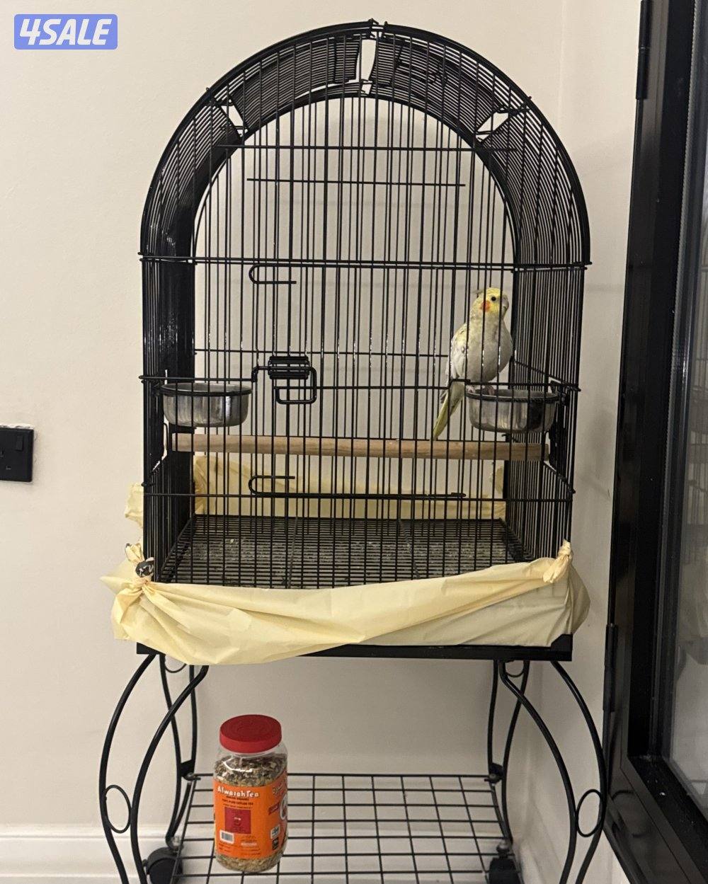 كوكتيل ربوه للبيع ، أليف جداً ومتعود عالناس والاطفال مع قفص كبير + اكل3