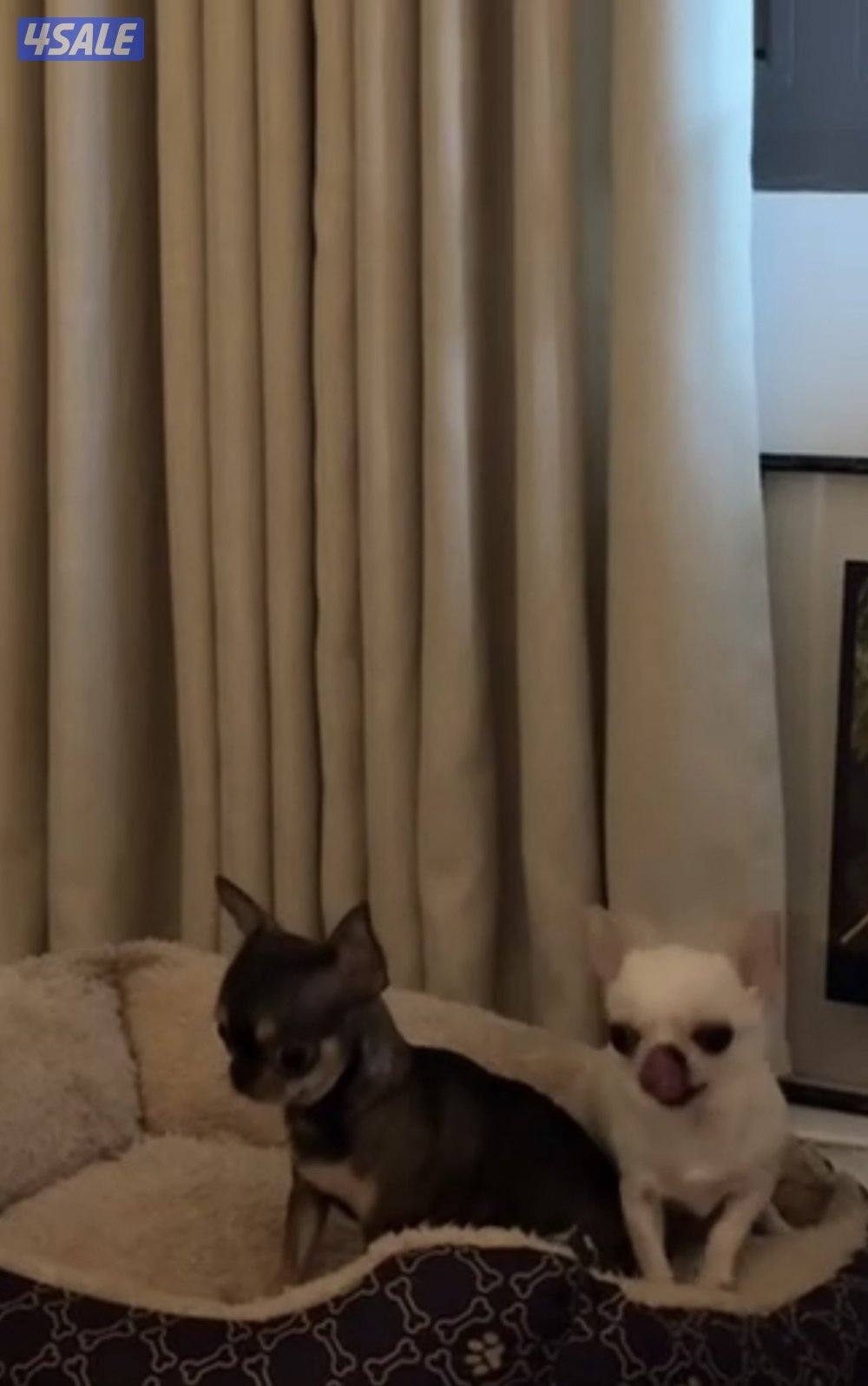 2 mini Chihuahuas female 3 years 1 creamy and the other chocolate0