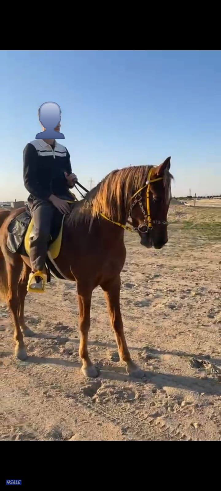 ايجار خيول جمال أخياله والتصوير  بساعات0