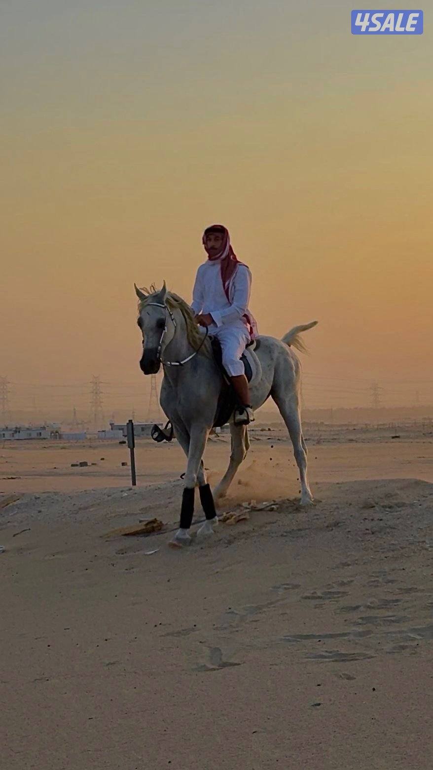 ايجار خيول جمال أخياله والتصوير  بساعات1