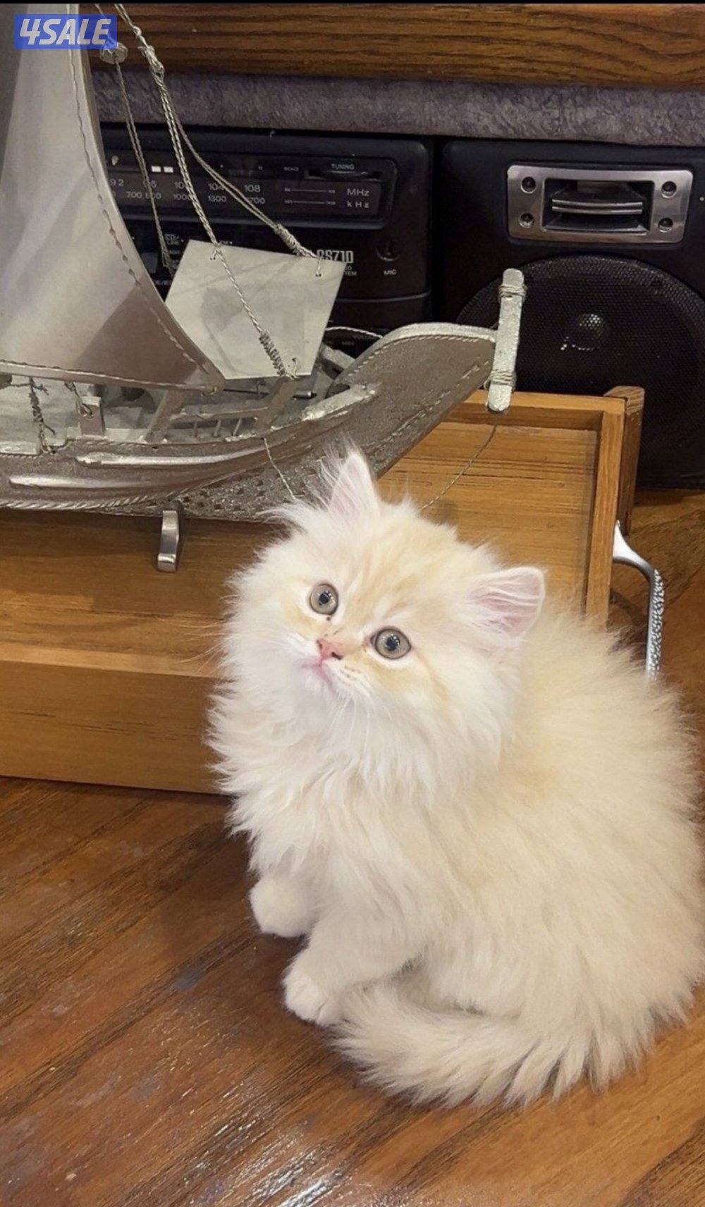 قطوه عمرها شهرين و ١٢ يوم1