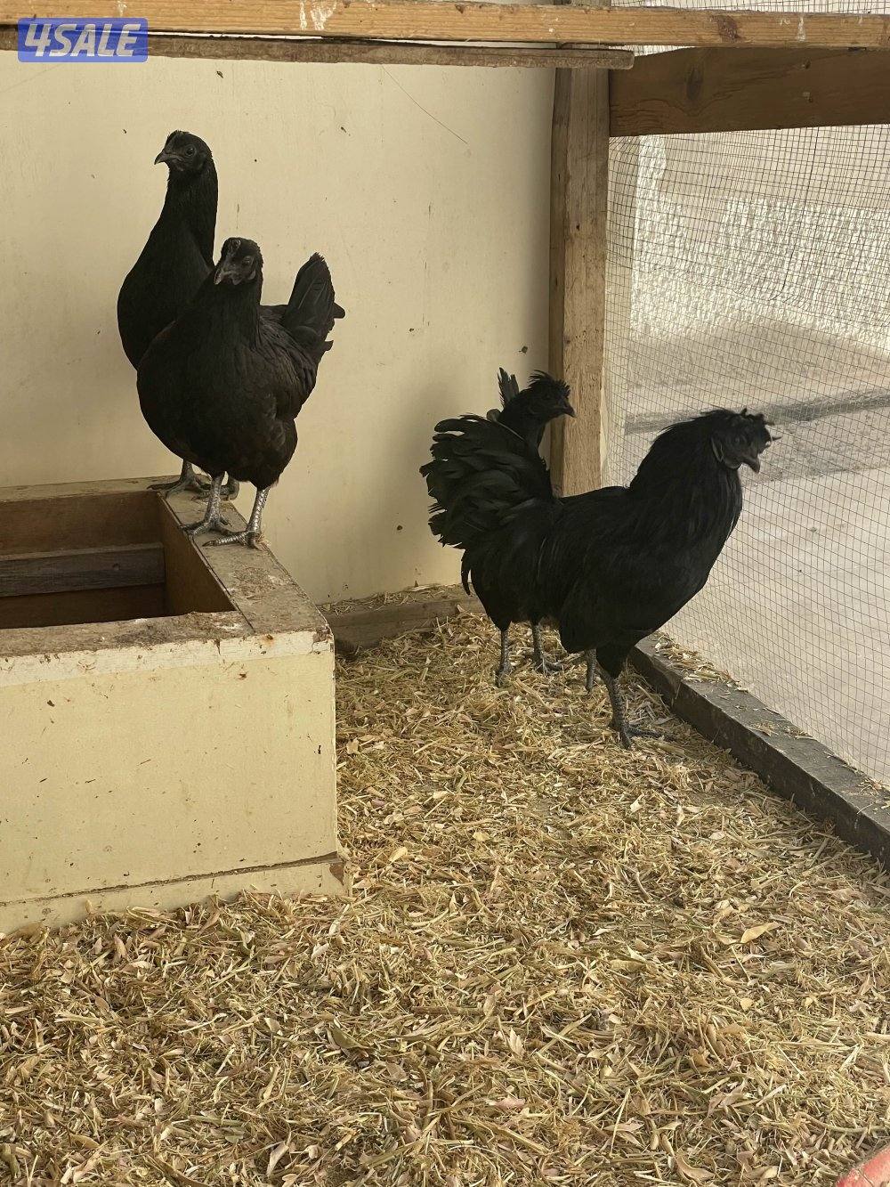 دجاج اندونيسي1