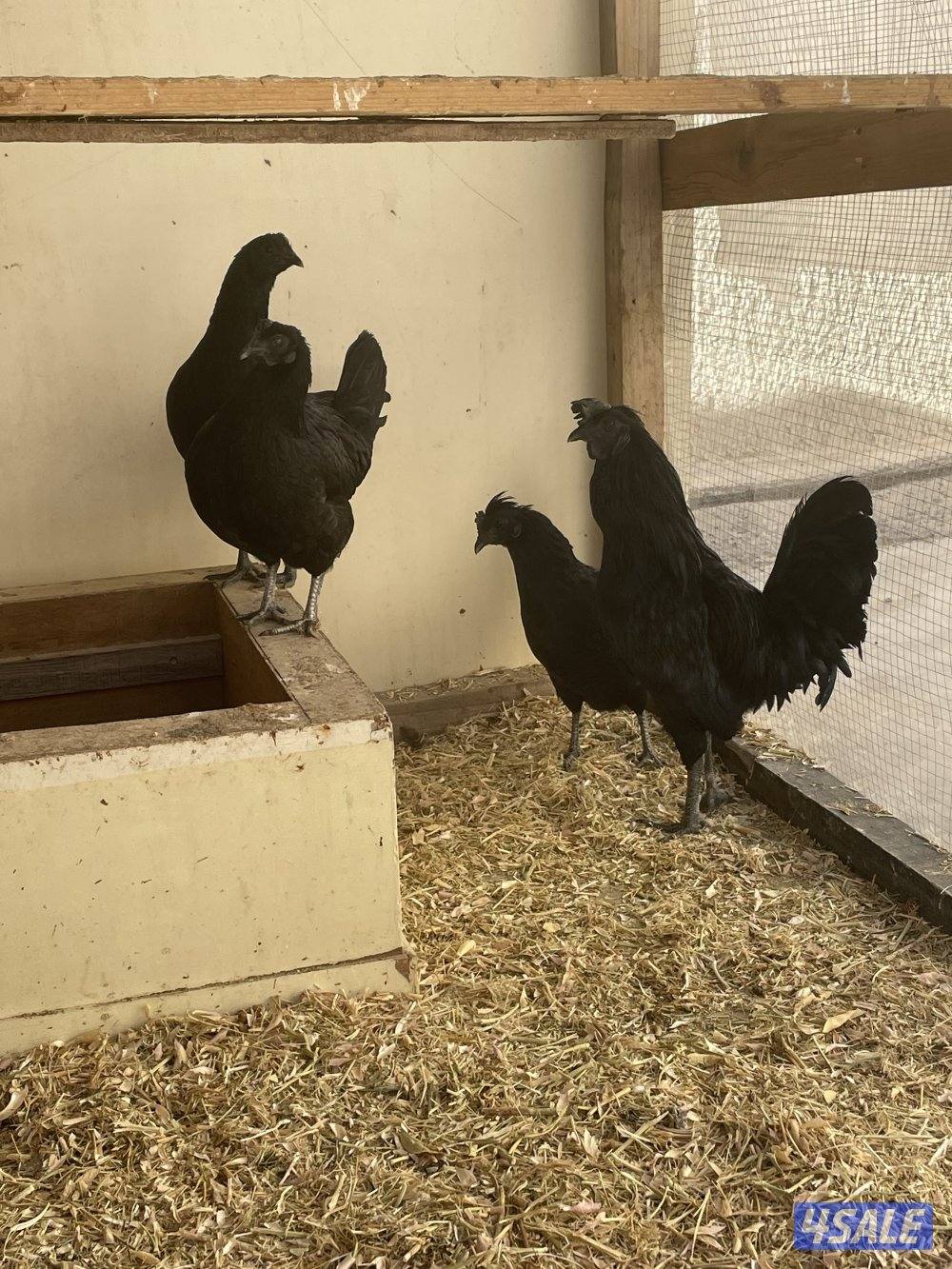 دجاج اندونيسي2