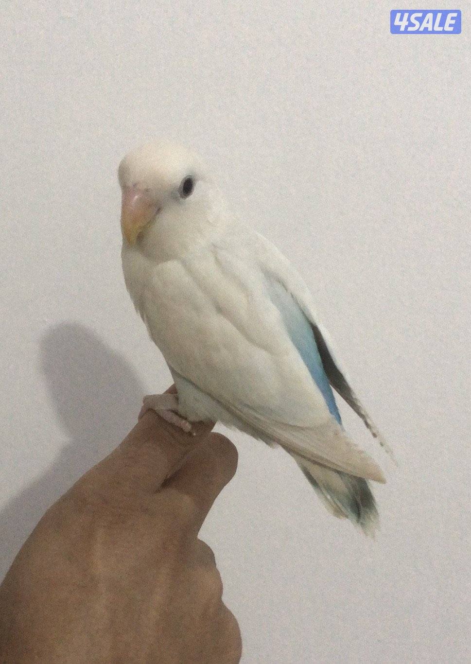 لوفبيرد قاطع عس ربوة قويه تواصل واتساب فقط1