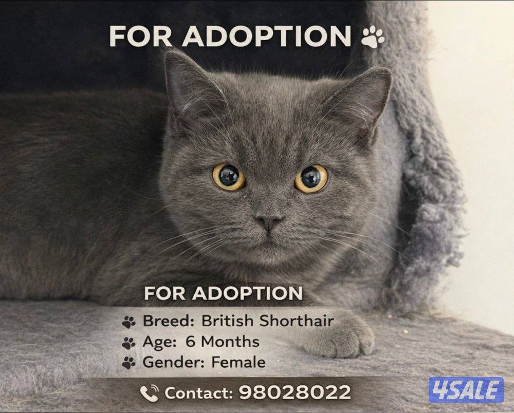 British shorthair Females (6 months) for adoption1