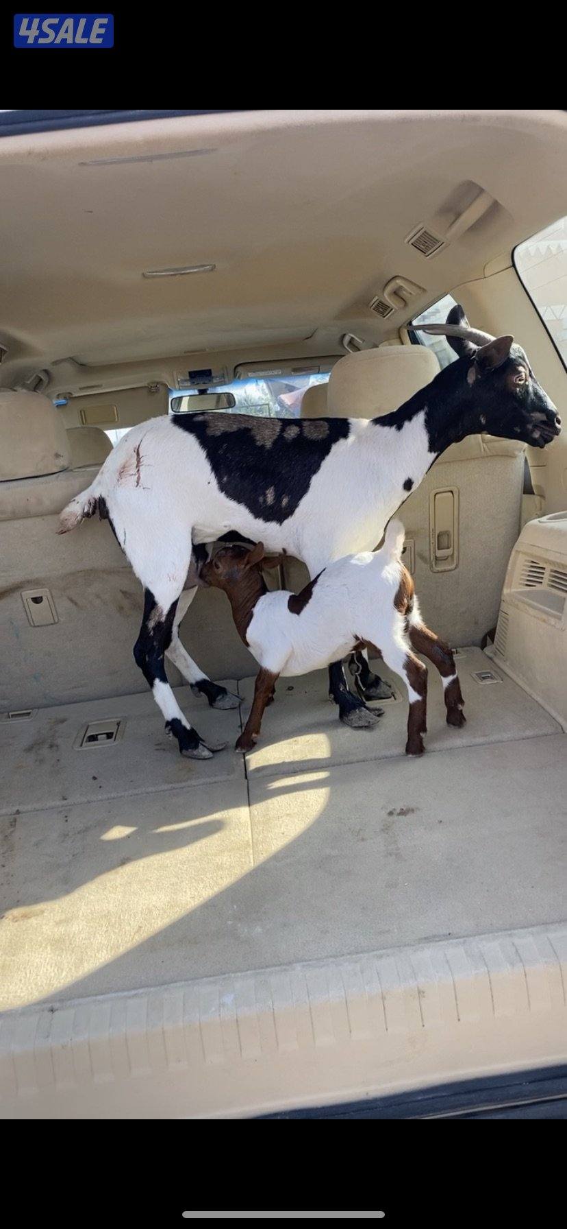 عنز بربريه مطفل2