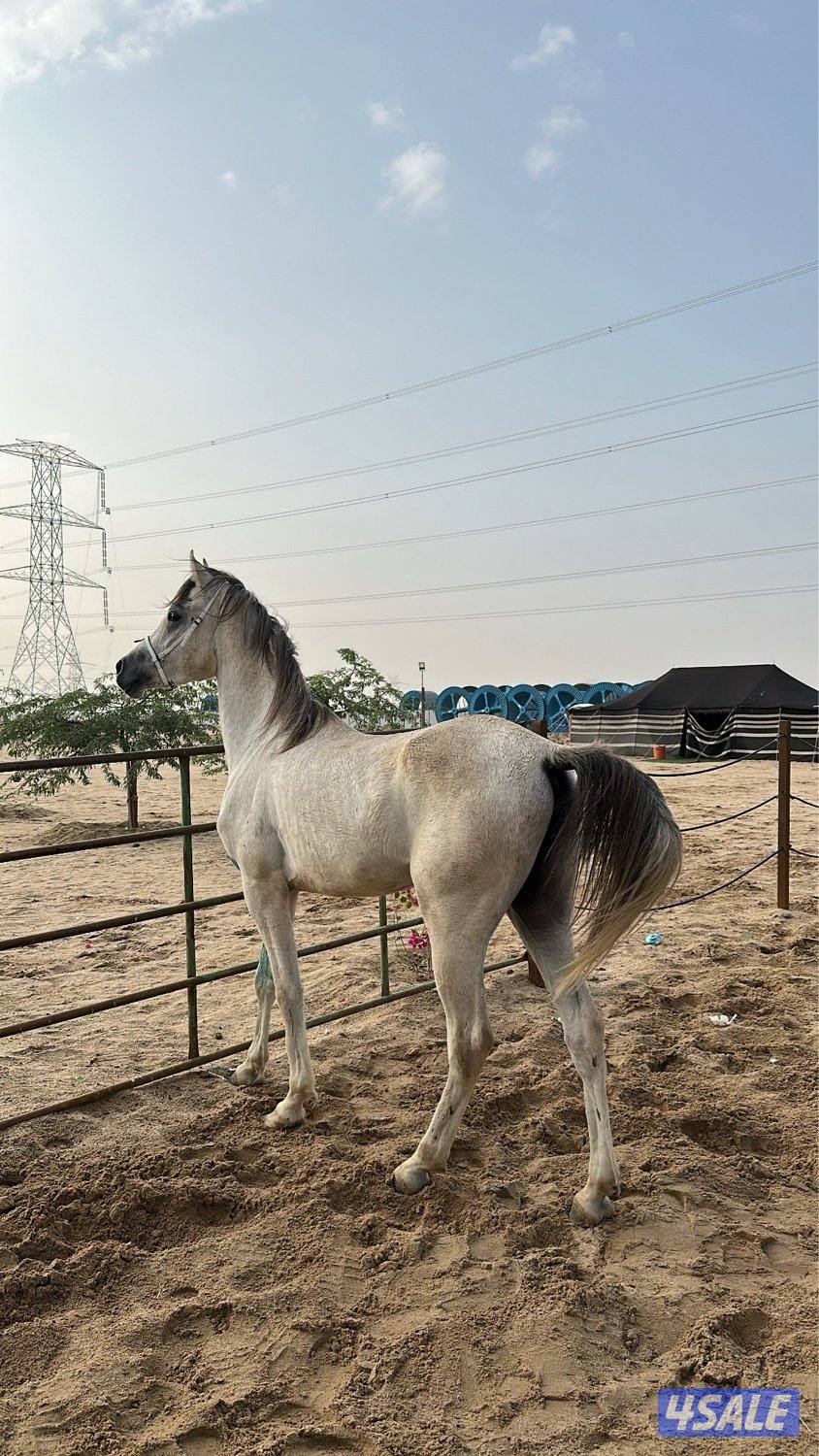 حصان للبيع0