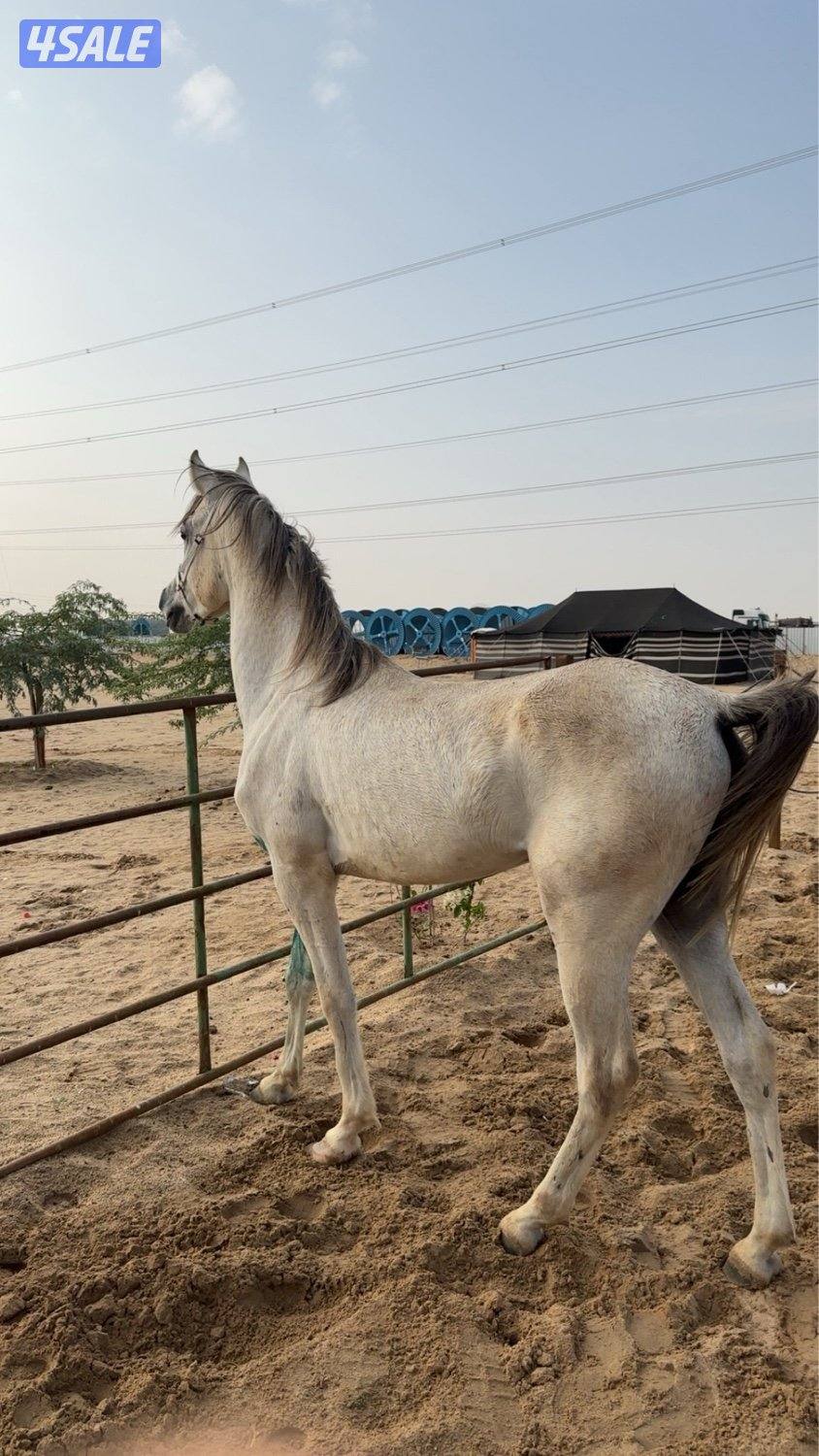 حصان للبيع1