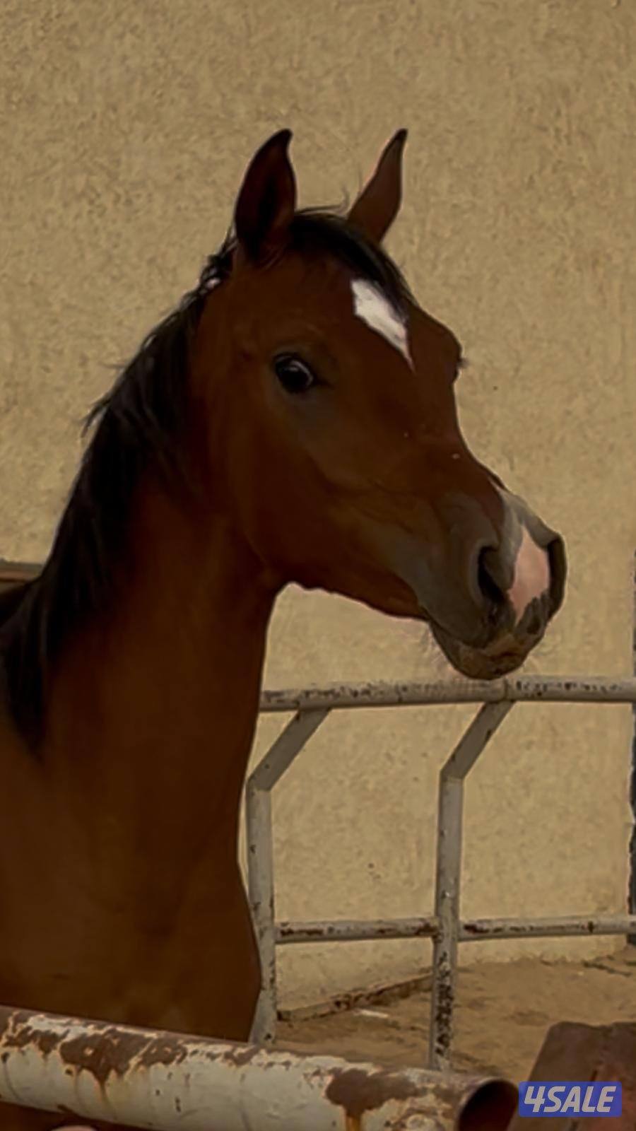 للبيع مهرة عربية مع أوراقها0