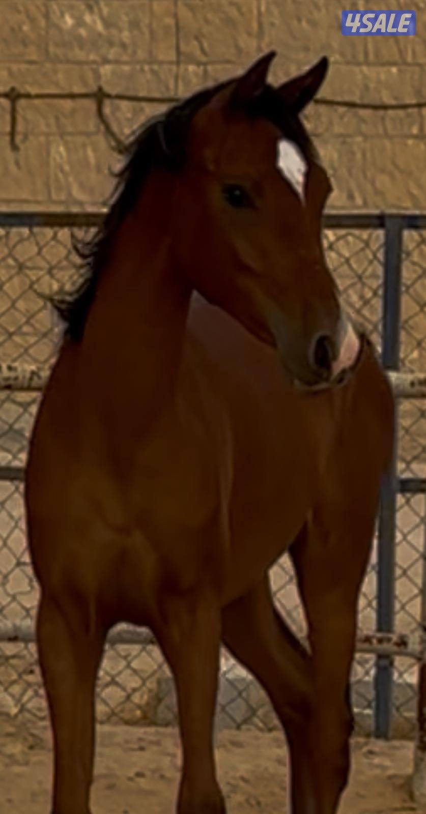 للبيع مهرة عربية مع أوراقها1