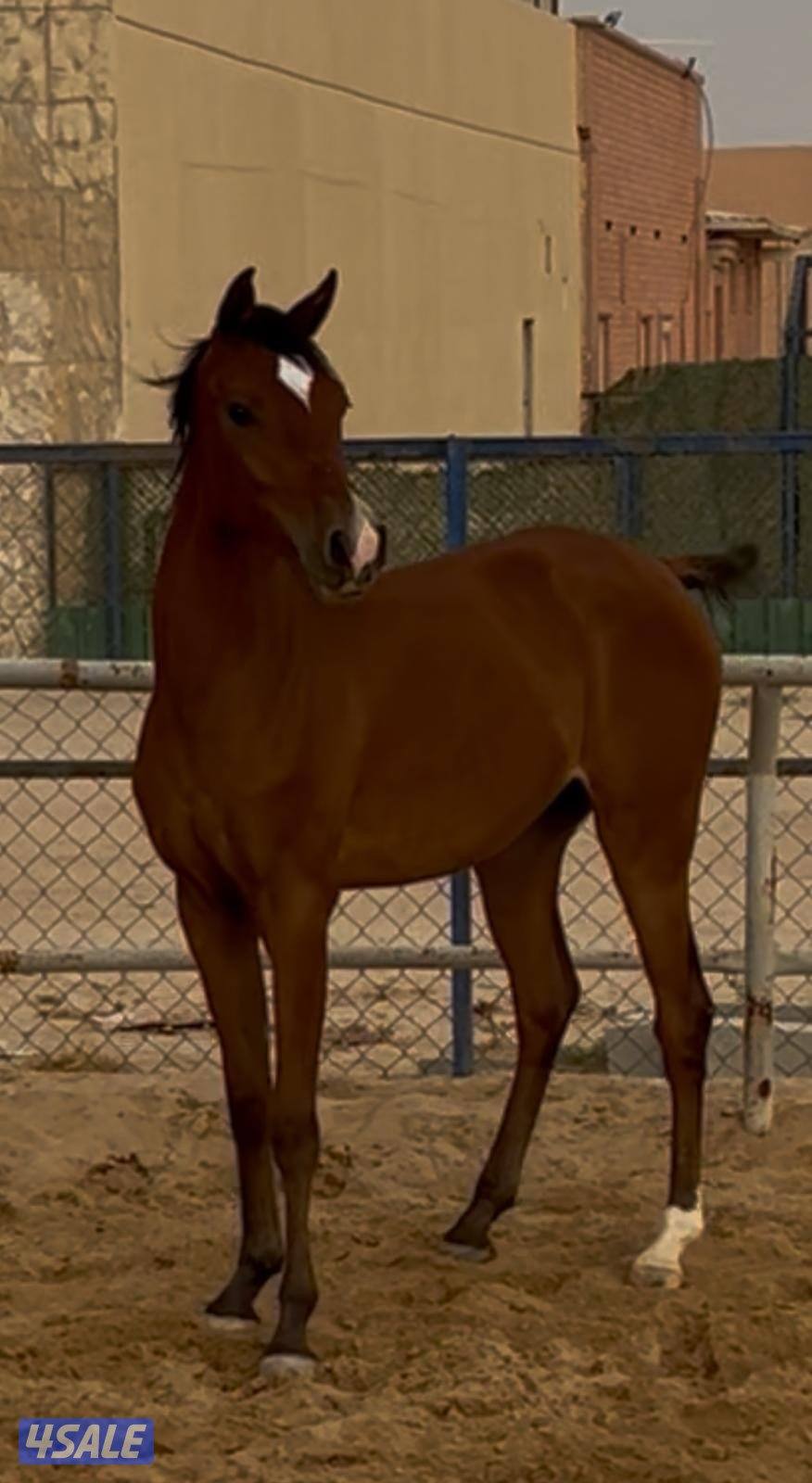 للبيع مهرة عربية مع أوراقها3