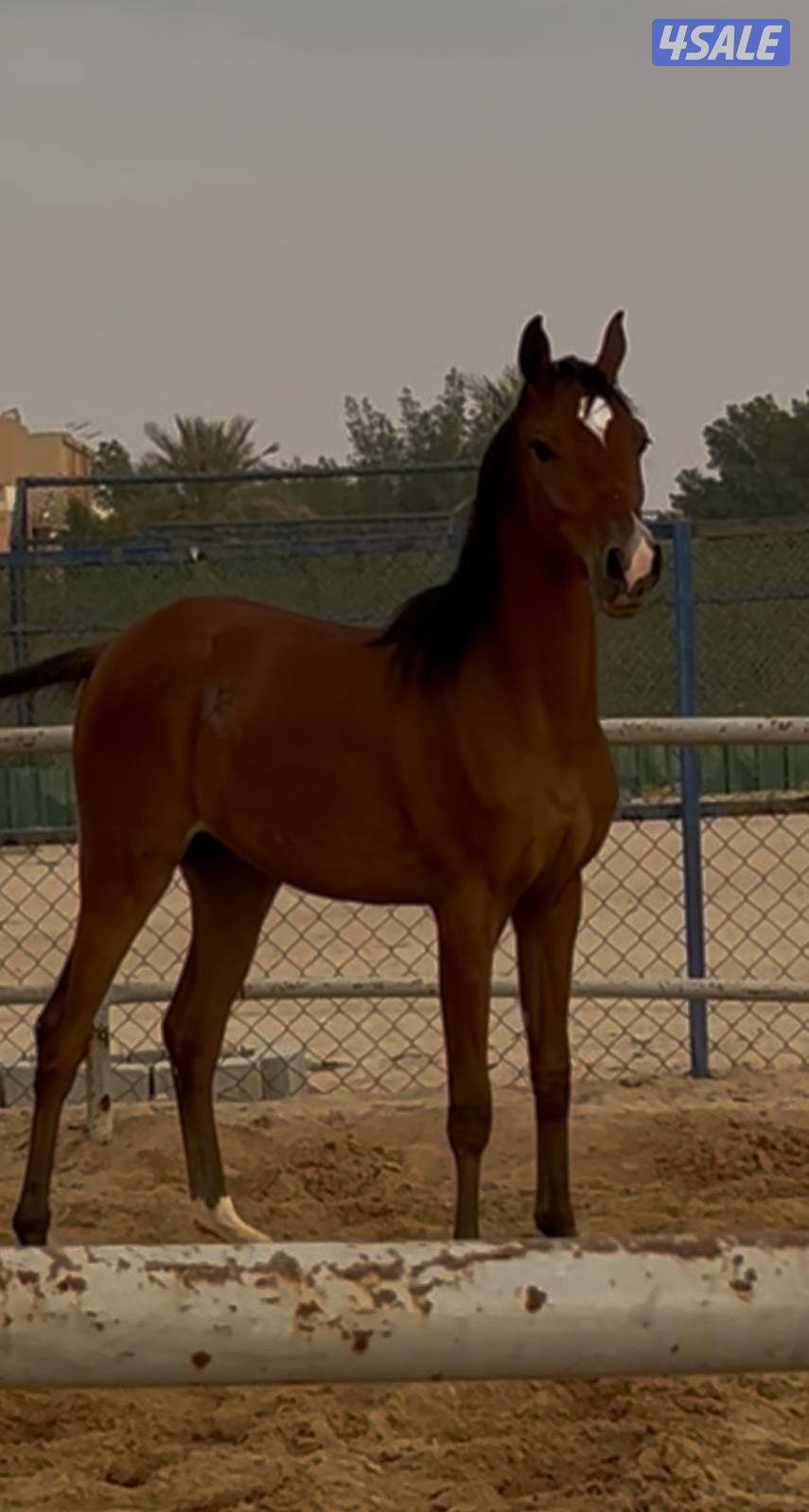 للبيع مهرة عربية مع أوراقها2