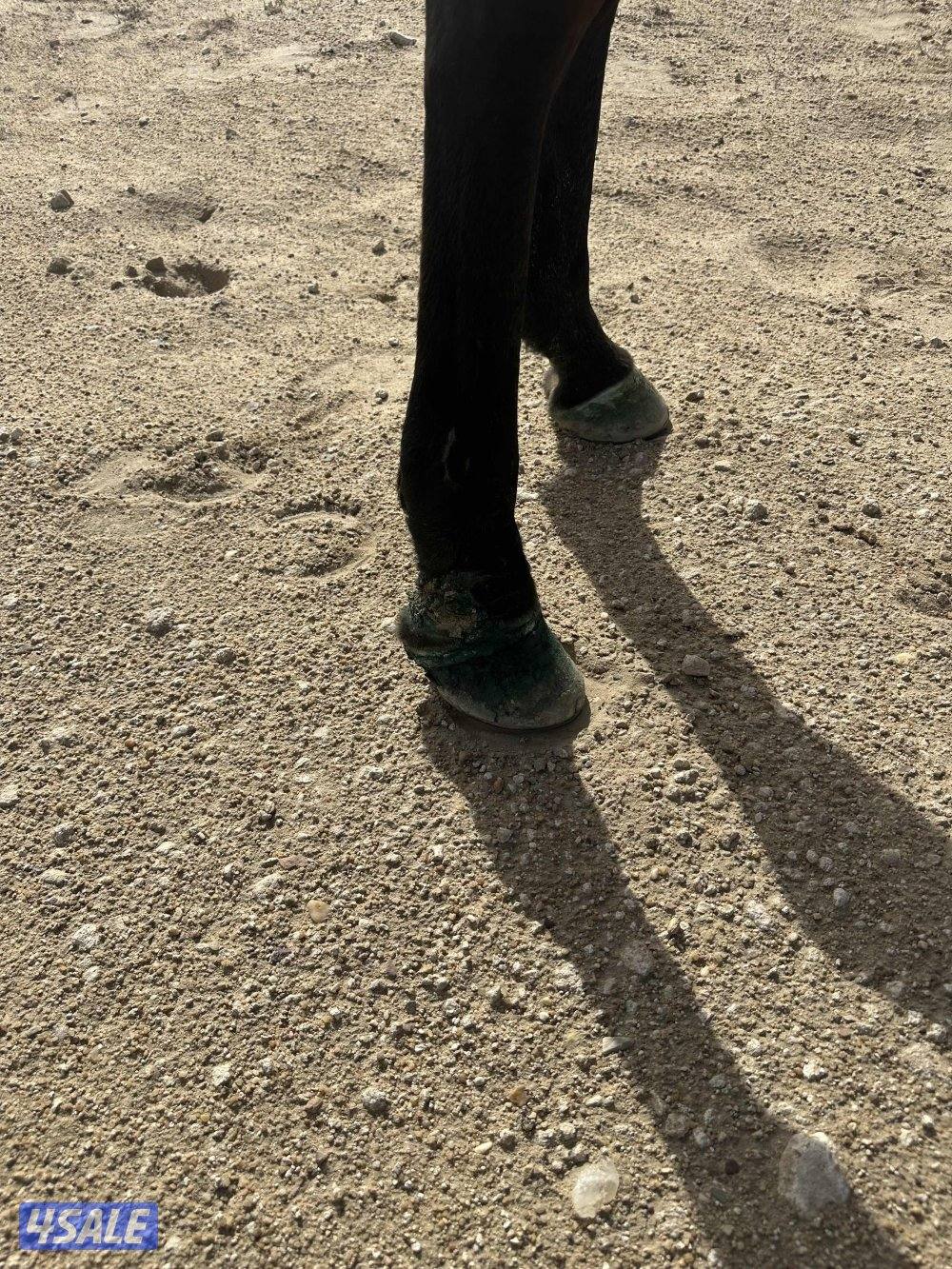 للبيع حصان بولش خياله1