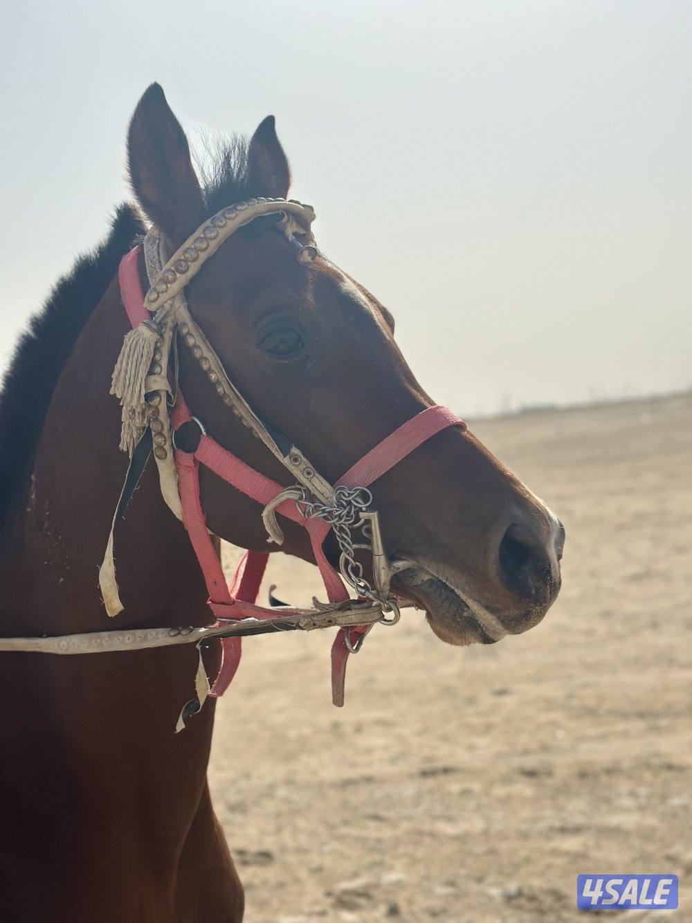 للبيع حصان بولش خياله2