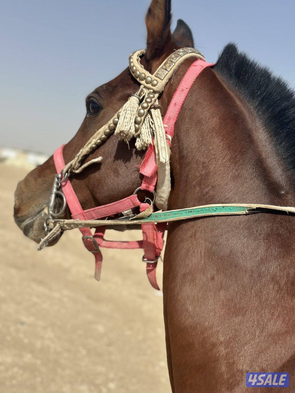 للبيع حصان بولش خياله3