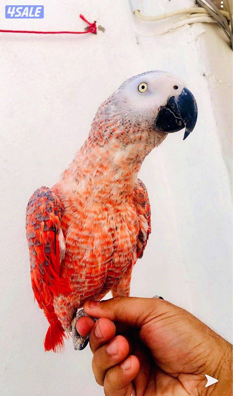 مشاءالله للبيع كاسكو احمر1