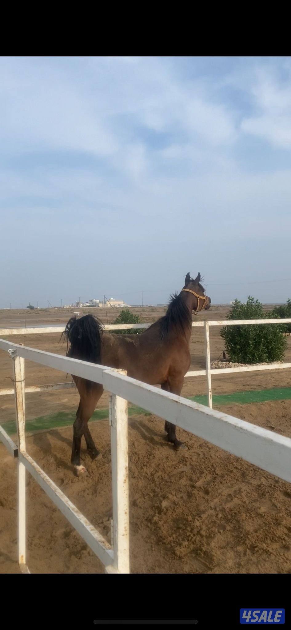 فرس مصريه رفيعه و حركه و لون معسوفه0