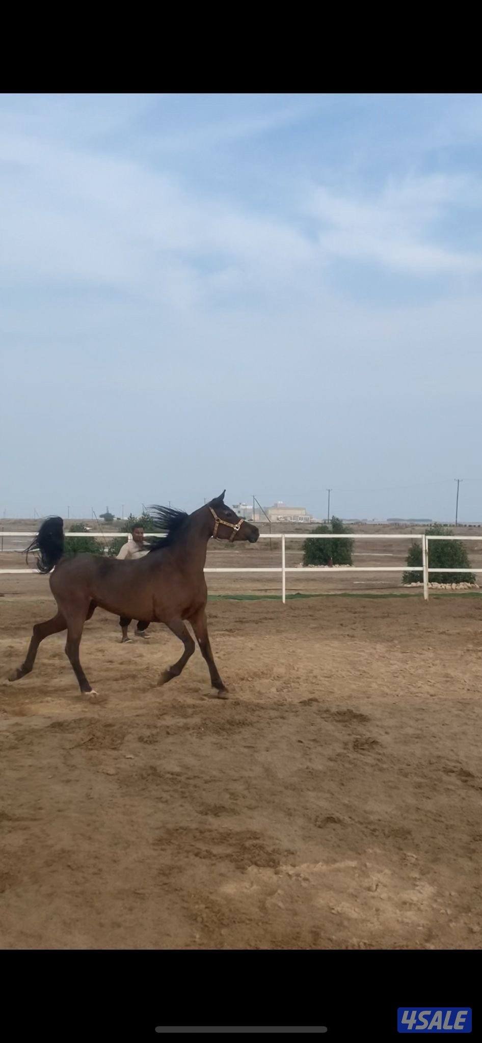 فرس مصريه رفيعه و حركه و لون معسوفه1