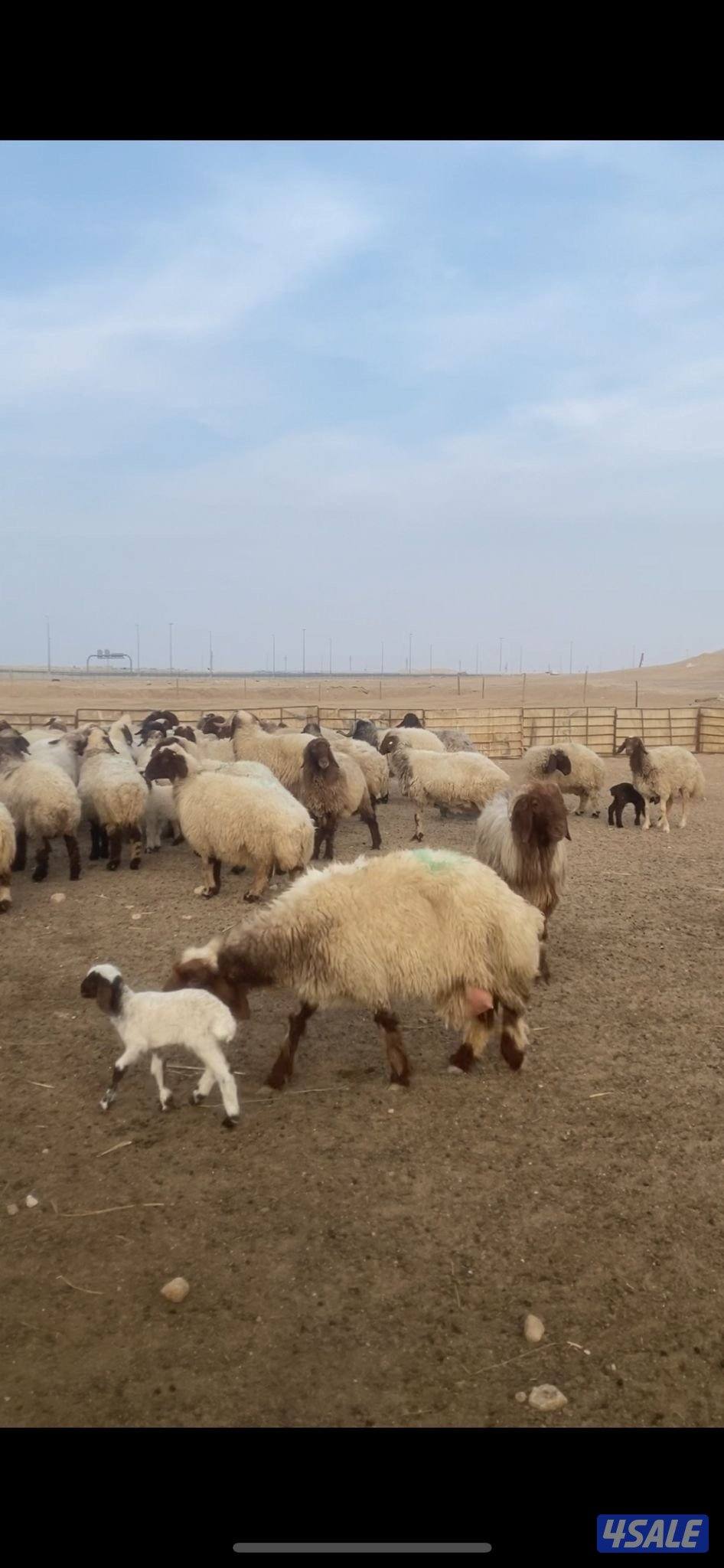 للبيع غنم العدد ٥٥ راس2