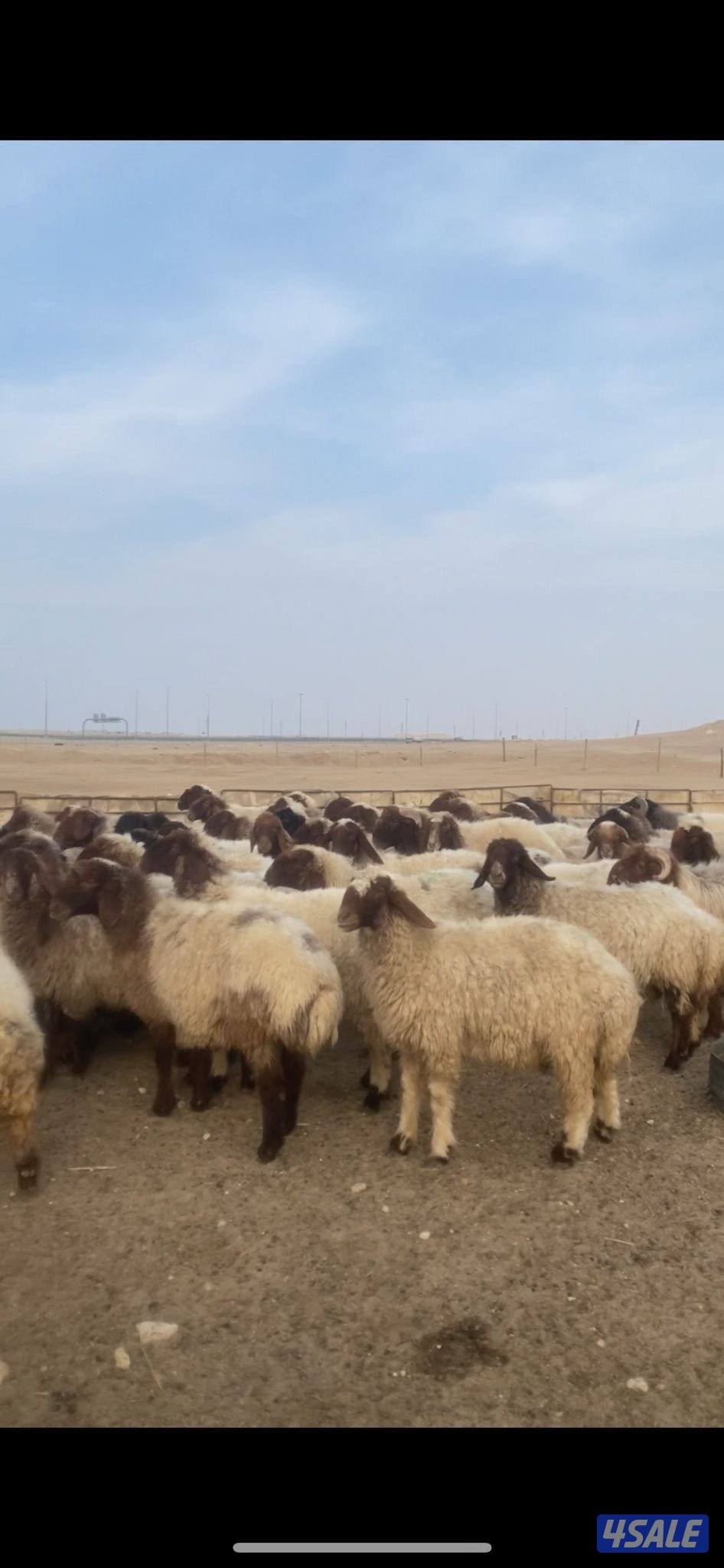 للبيع غنم العدد ٥٥ راس1