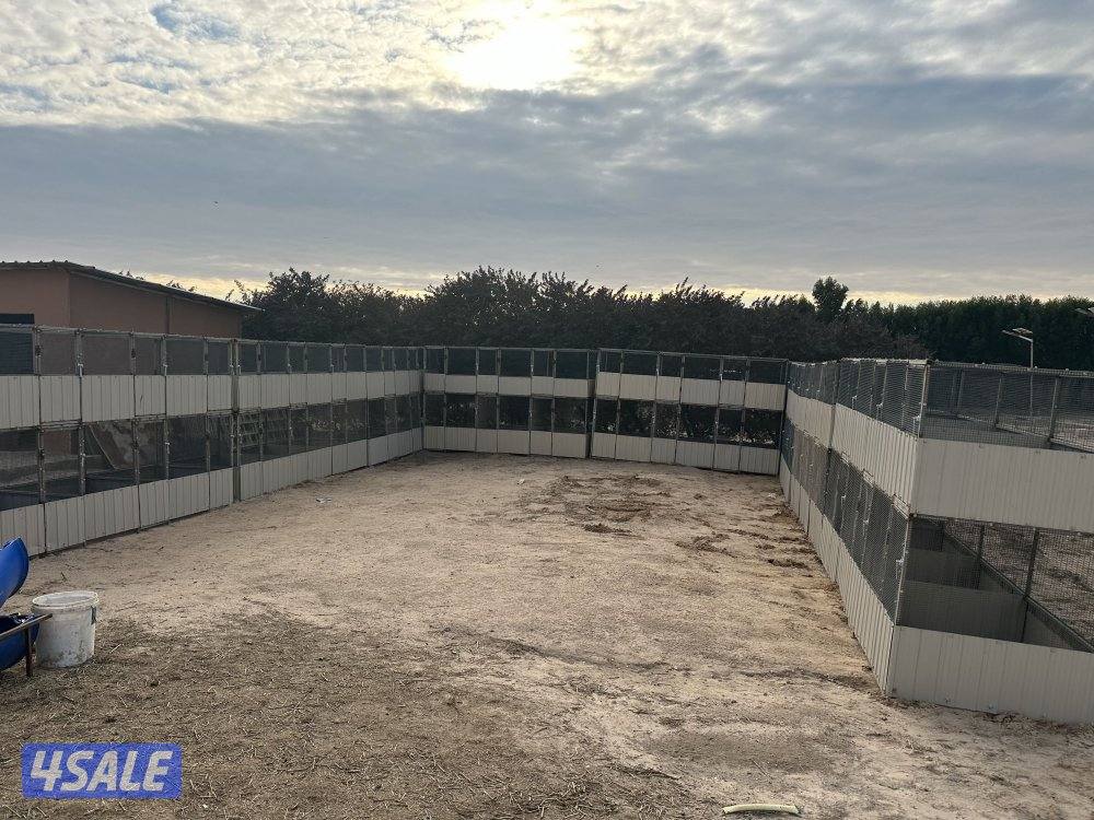 خانات دجاج0