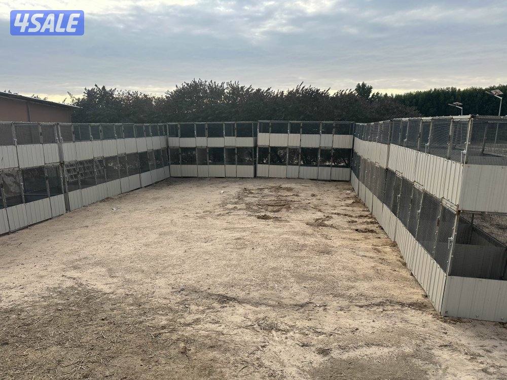 خانات دجاج1