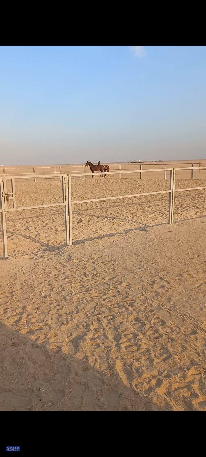 بادوك خيل للبيع0