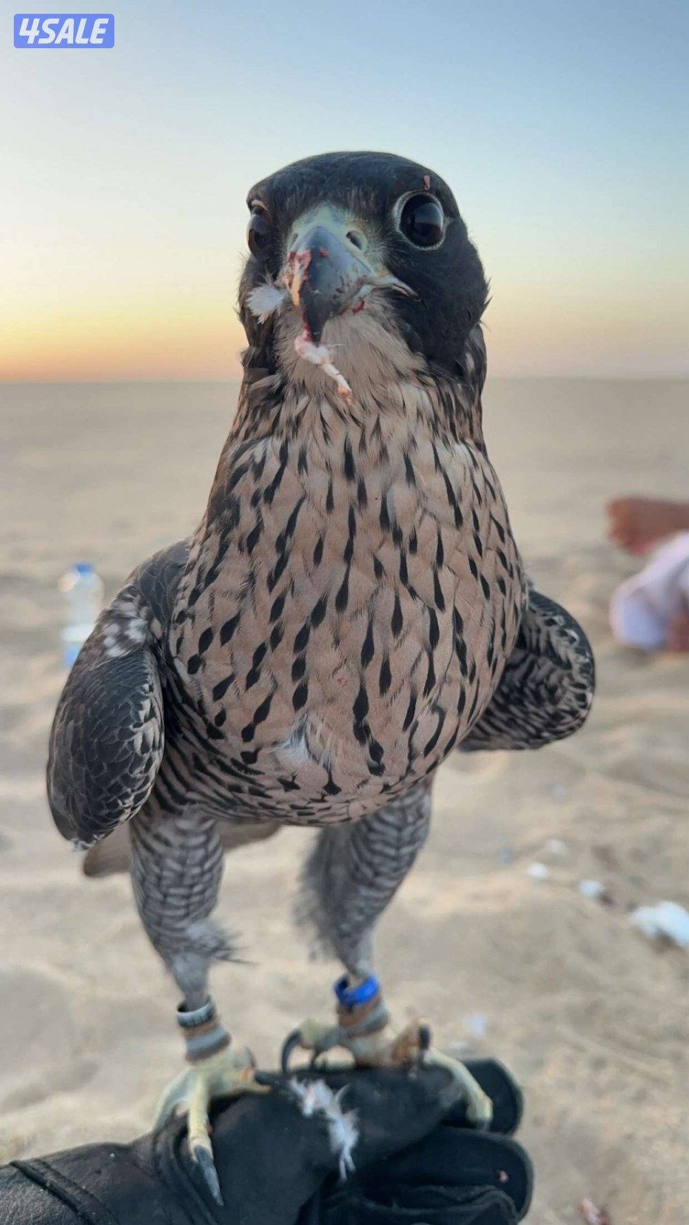 للبيع جير تبع ثنو1