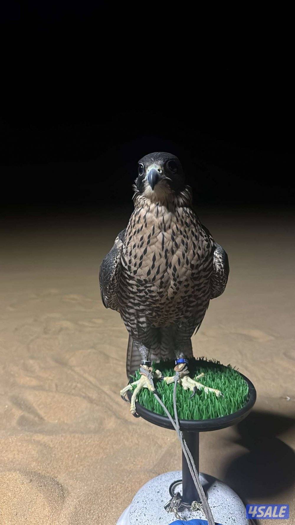 للبيع جير تبع ثنو2