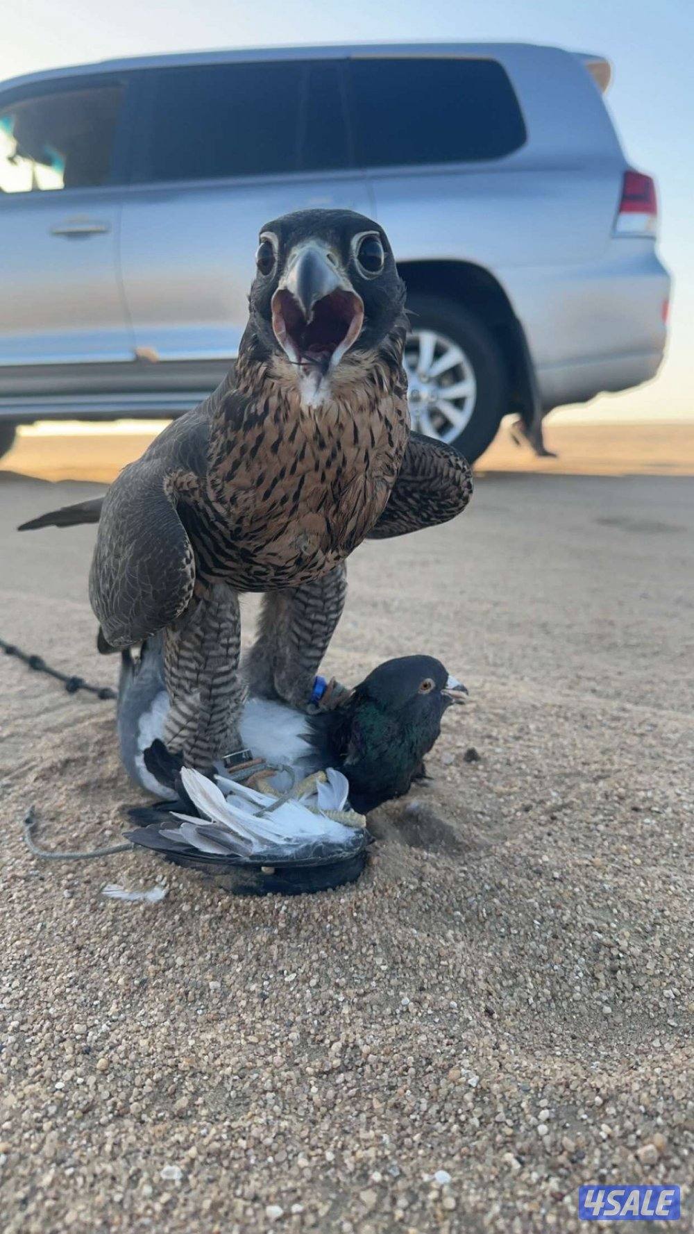 للبيع جير تبع ثنو3