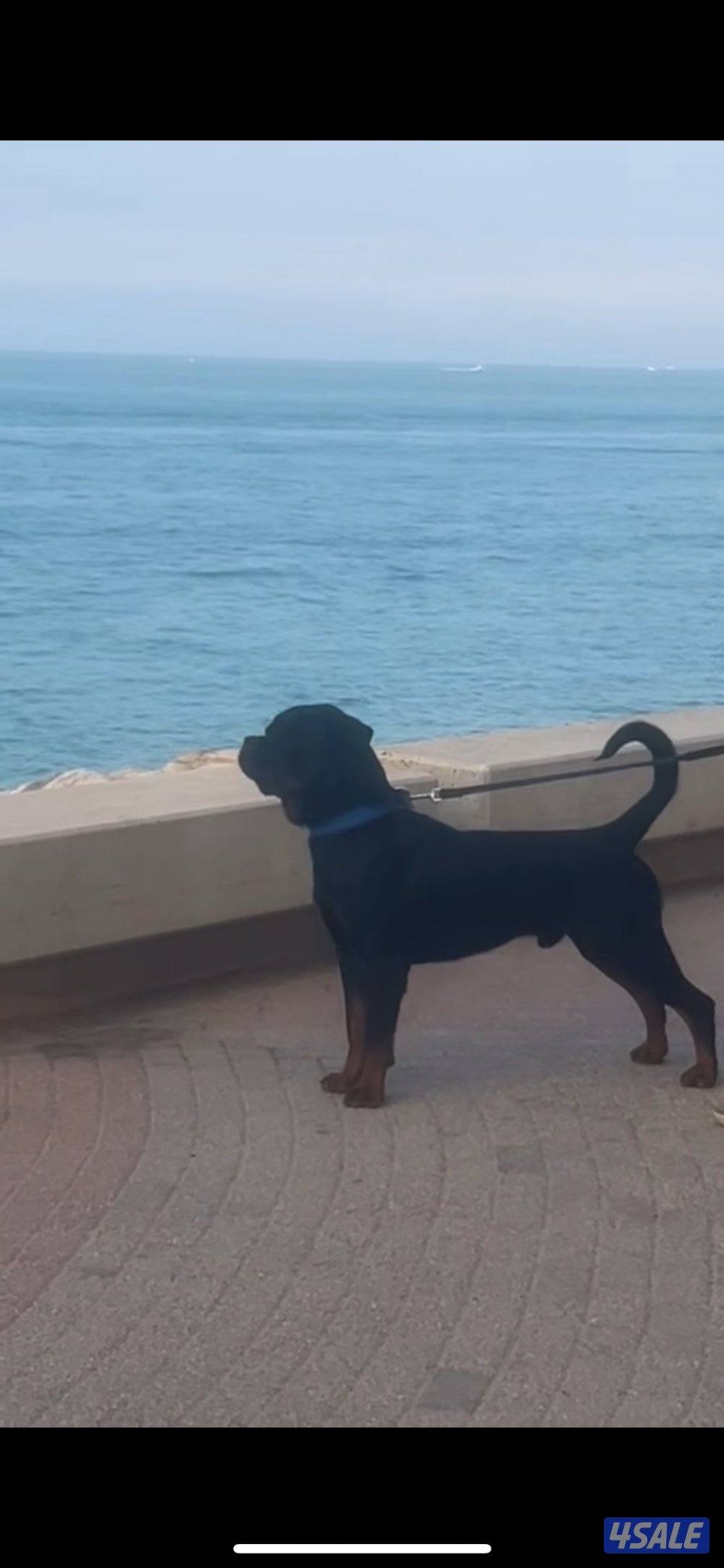 روت ذكر صربي مستوى حلو من نسل mx ((متاح تزاوج))0