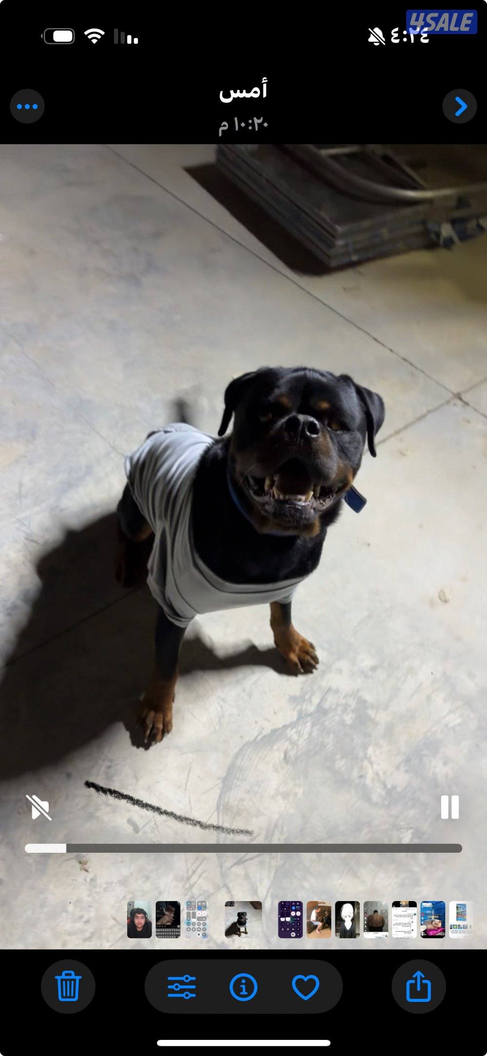 روت ذكر صربي مستوى حلو من نسل mx ((متاح تزاوج))1